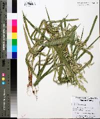 Leersia lenticularis image