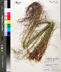 Muhlenbergia capillaris image