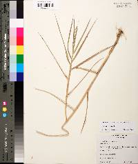 Panicum repens image