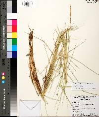 Panicum repens image