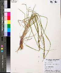 Paspalum notatum image