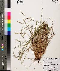 Paspalum plicatulum image