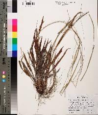 Paspalum setaceum var. ciliatifolium image
