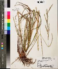 Paspalum urvillei image