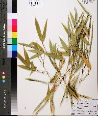 Phyllostachys aurea image