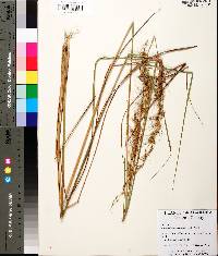 Sorghastrum secundum image