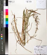 Sorghastrum secundum image