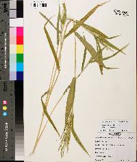 Urochloa ramosa image