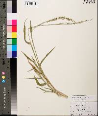 Urochloa texana image