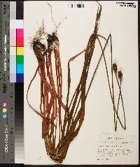 Xyris platylepis image