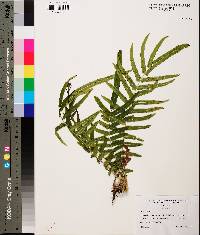 Pteris vittata image