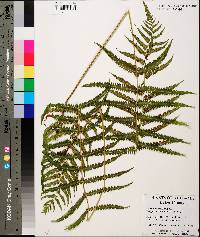 Thelypteris kunthii image