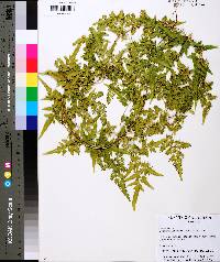 Lygodium japonicum image