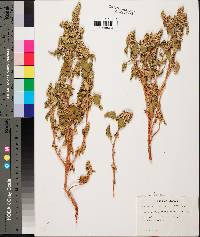 Amaranthus retroflexus image