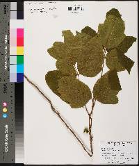 Toxicodendron pubescens image