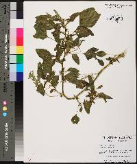 Amaranthus spinosus image