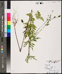 Bidens bipinnata image