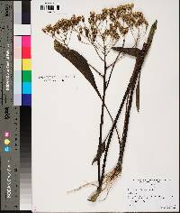 Arnoglossum plantagineum image