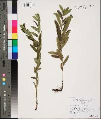 Lithospermum canescens image