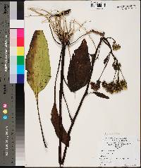 Arnoglossum plantagineum image