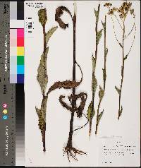 Arnoglossum ovatum image