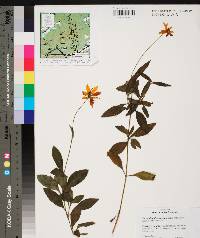 Coreopsis pubescens var. pubescens image