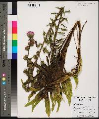 Liatris aspera image