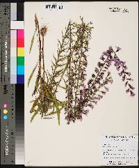 Liatris gracilis image