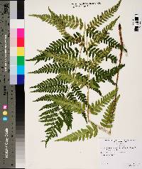 Dryopteris celsa image