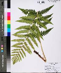 Dryopteris ludoviciana image