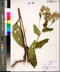 Parthenium integrifolium image