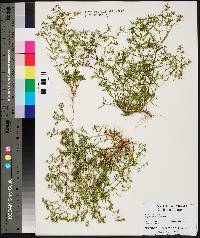 Polypremum procumbens image