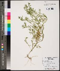 Lepidium didymum image