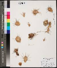 Opuntia pusilla image