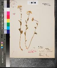 Cardamine bulbosa image