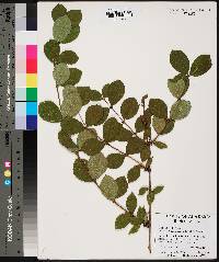 Lonicera fragrantissima image