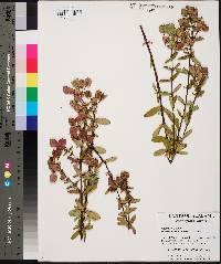 Hypericum crux-andreae image