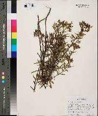 Hypericum sphaerocarpum image