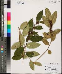 Leucothoe axillaris image