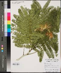 Albizia julibrissin image