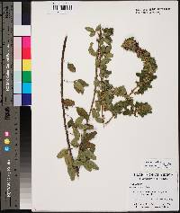 Lespedeza stuevei image