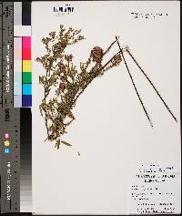 Lespedeza virginica image