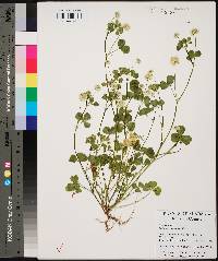 Trifolium nigrescens image