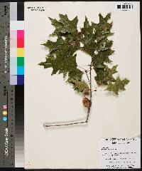 Quercus texana image