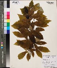 Quercus prinoides image