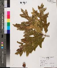 Quercus lyrata image