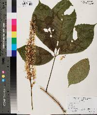 Aesculus parviflora image