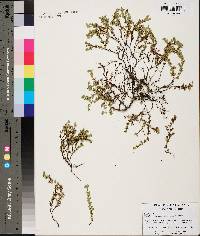 Hypericum suffruticosum image