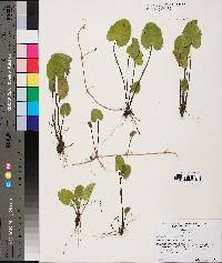 Centella asiatica image