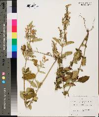 Scutellaria alabamensis image